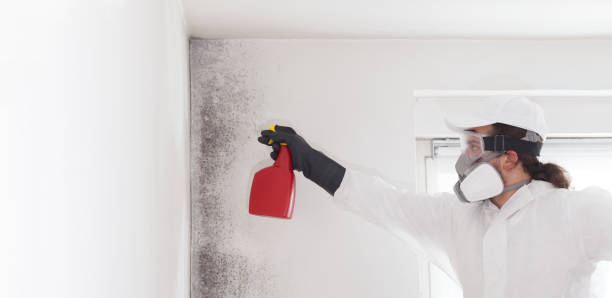 Best Attic Mold Removal  in Yorkshire, VA