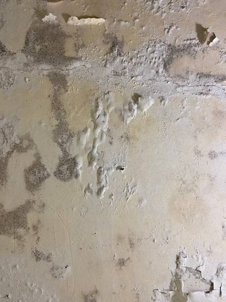 Best Black Mold Removal  in Yorkshire, VA
