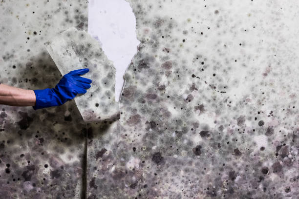 Best Professional Mold Removal  in Yorkshire, VA