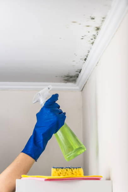 Best Same-Day Mold Removal  in Yorkshire, VA