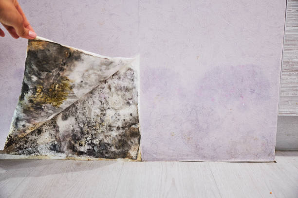 Best Emergency Mold Removal  in Yorkshire, VA